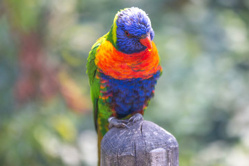 Rainbow lorikeet (Allfarblori, Trichoglossus haematodus) 