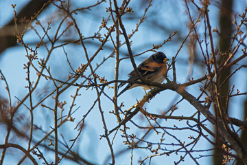 Brambling ( Fringilla montifringilla )