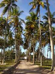Obraz premium Palm trees route