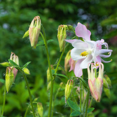 Aquilegia flower blooms in spring