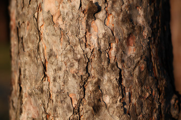 Bark of pine tree close up