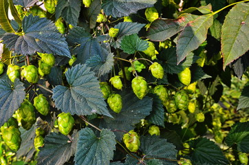 Hop cones in the hop garden