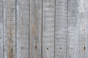 Unpolished and weathered wooden background with metal screw nail heads. Rustic shabby fence painted in gray colour. 