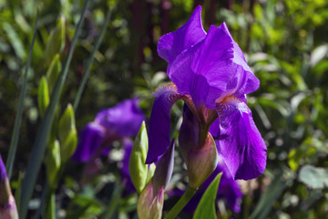 Garden iris flower (lat. Iris)