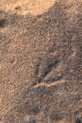 seagull footsteps on the sand