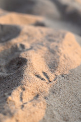 Fototapeta na wymiar seagull footsteps on the sand