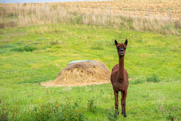  a brown shorn alpaca stands on a meadow and looks into the camera
