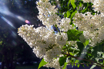 flowering branch of white lilac (lat. Syringa vulgaris)