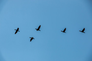 Group of big black cormorants flying in the air
