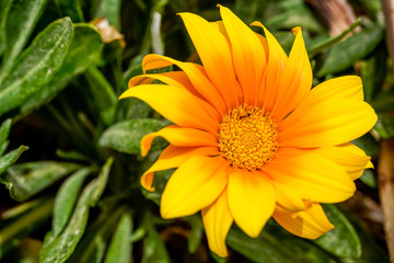 Flower and Ant