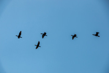 Group of big black cormorants flying in the air