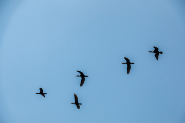 Group of big black cormorants flying in the air