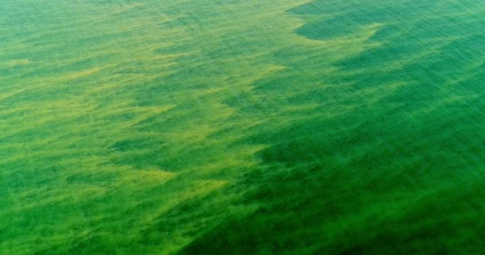 Toxic Blue Green Algae Blooming In Deep Water