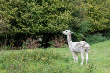  a white shorn alpaca stands on a meadow and looks into the camera