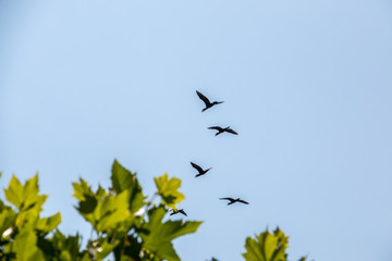 Group of big black cormorants flying in the air