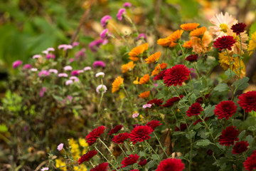 Blooming beautiful red, pink and orange chrysanthemums in the garden, autumn flowers, background. A lot of chrysanthemum flowers.