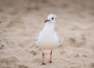Small river gull