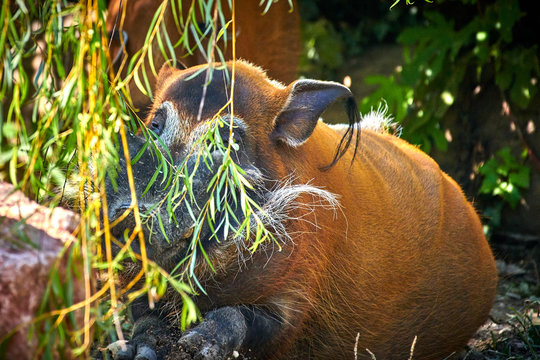 Red river hog (Potamochoerus porcus)
