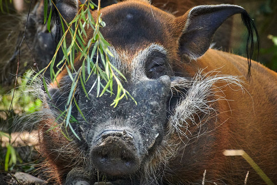 Red river hog (Potamochoerus porcus)