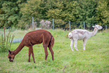 a brown and a white shorn alpaca standing on a meadow and looking into the camera