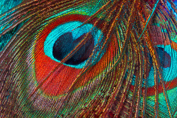 Peacock feather close-up, background. Pattern on a peacock feather, macro. Feathers of peacock.