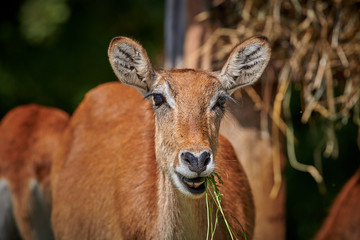 Portrait of a white tailed deer.