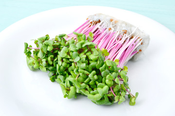 Red radish sprouts     赤ラディッシュのスプラウト