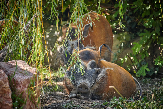 Red river hog (Potamochoerus porcus)