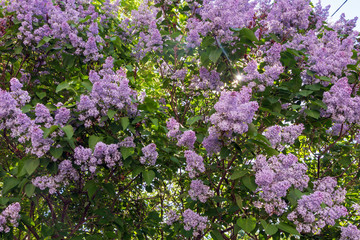 Fototapeta premium flowering branch of lilac (lat. Syringa vulgaris)