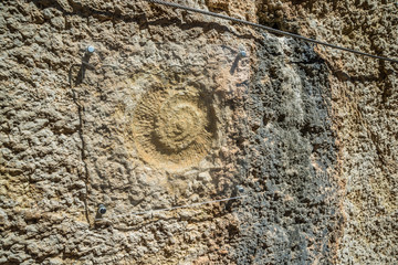 Ammonites, molusco cefalópodo de 400 m.a.