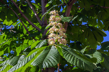 horse chestnut tree flower (Aesculus hippocastanum)