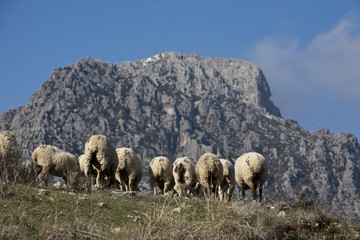 Flock of sheep in sierra sur de Jaen mountains, Andalusia, Spain