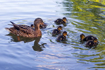 Mallard duck (lat. Anas platyrhynchos) with chicks in the water
