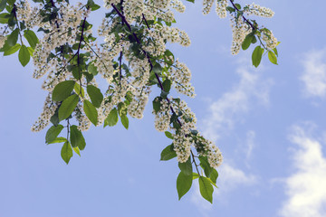 cherry blossoms in spring against the sky