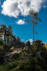 Fototapeta na wymiar Sea of rocks with huge rocks and high trees
