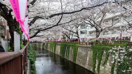 Tokyo Cherry Trees Blossom Meguro River Canal Flow