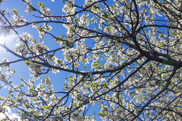 plum flowers on a branch in spring