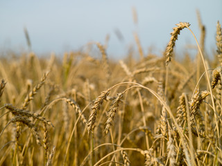 Bread field of a new crop on a sunny day