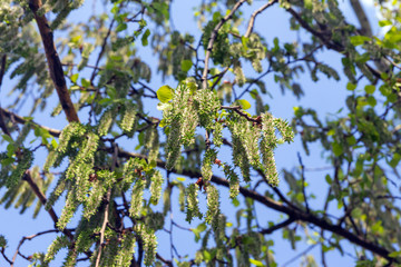 aspen branch blooms in early spring against the sky
