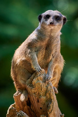 Meerkat, suricate (Suricata suricatta)