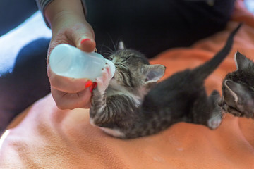 Little gray kitten drinks milk from a bottle. Feeding kittens without a nursing cat. Kittens on artificial feeding.