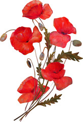 Poppy flower isolated art illustration .Icon on canvas.