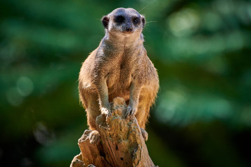 Meerkat, suricate (Suricata suricatta)