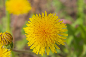 yellow dandelion in the grass
