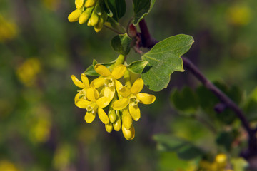 Obraz premium yellow flowers of blackcurrant in spring on a green background