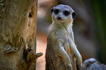 Meerkat, suricate (Suricata suricatta)