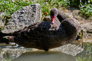 Black Swan (Cygnus atratus)
