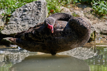 Fototapeta premium Black Swan (Cygnus atratus)