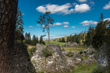 Sea of rocks with huge rocks and high trees