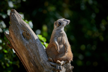 Meerkat, suricate (Suricata suricatta)